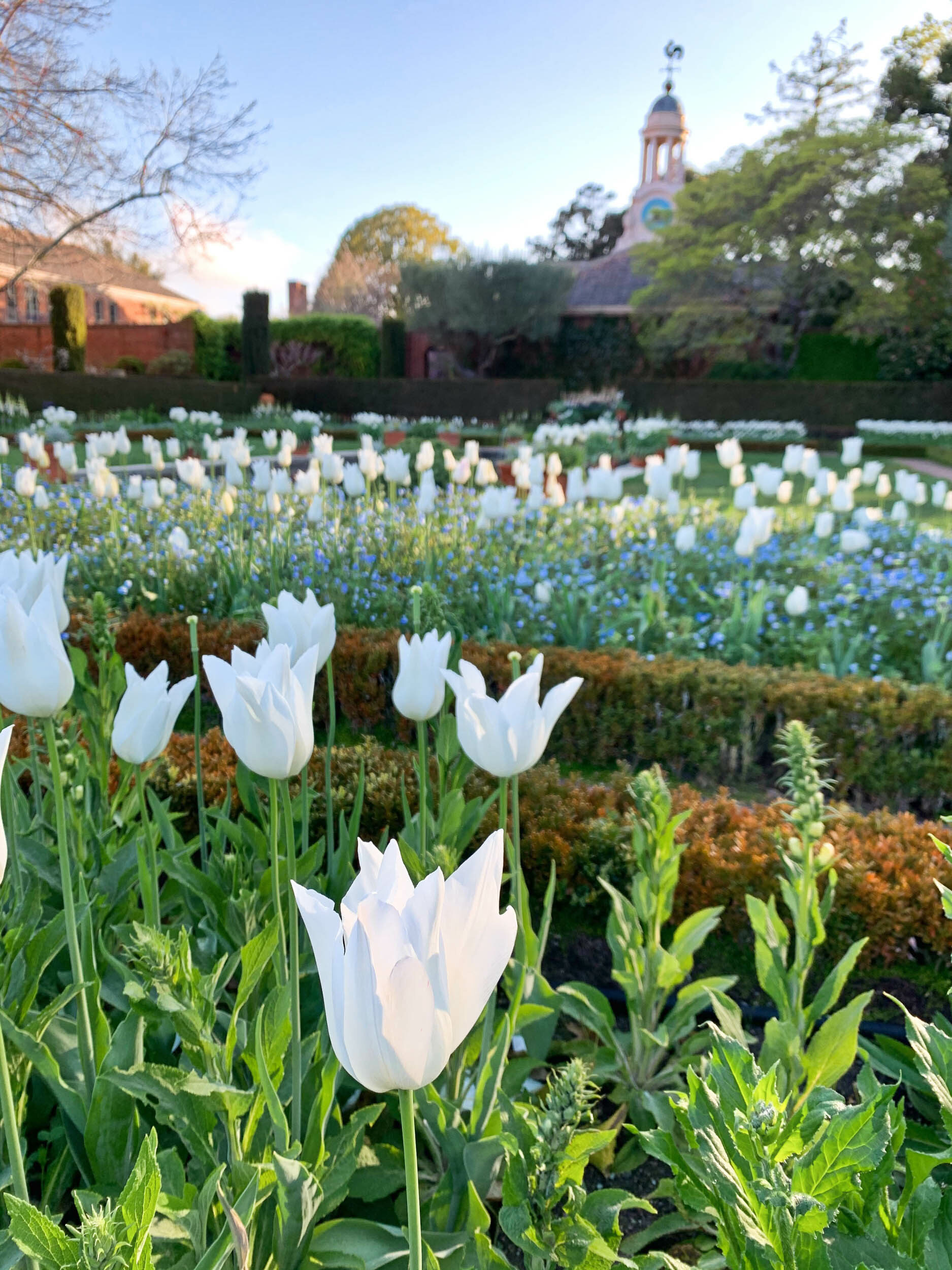 tulip time with the clocktower in the sunken