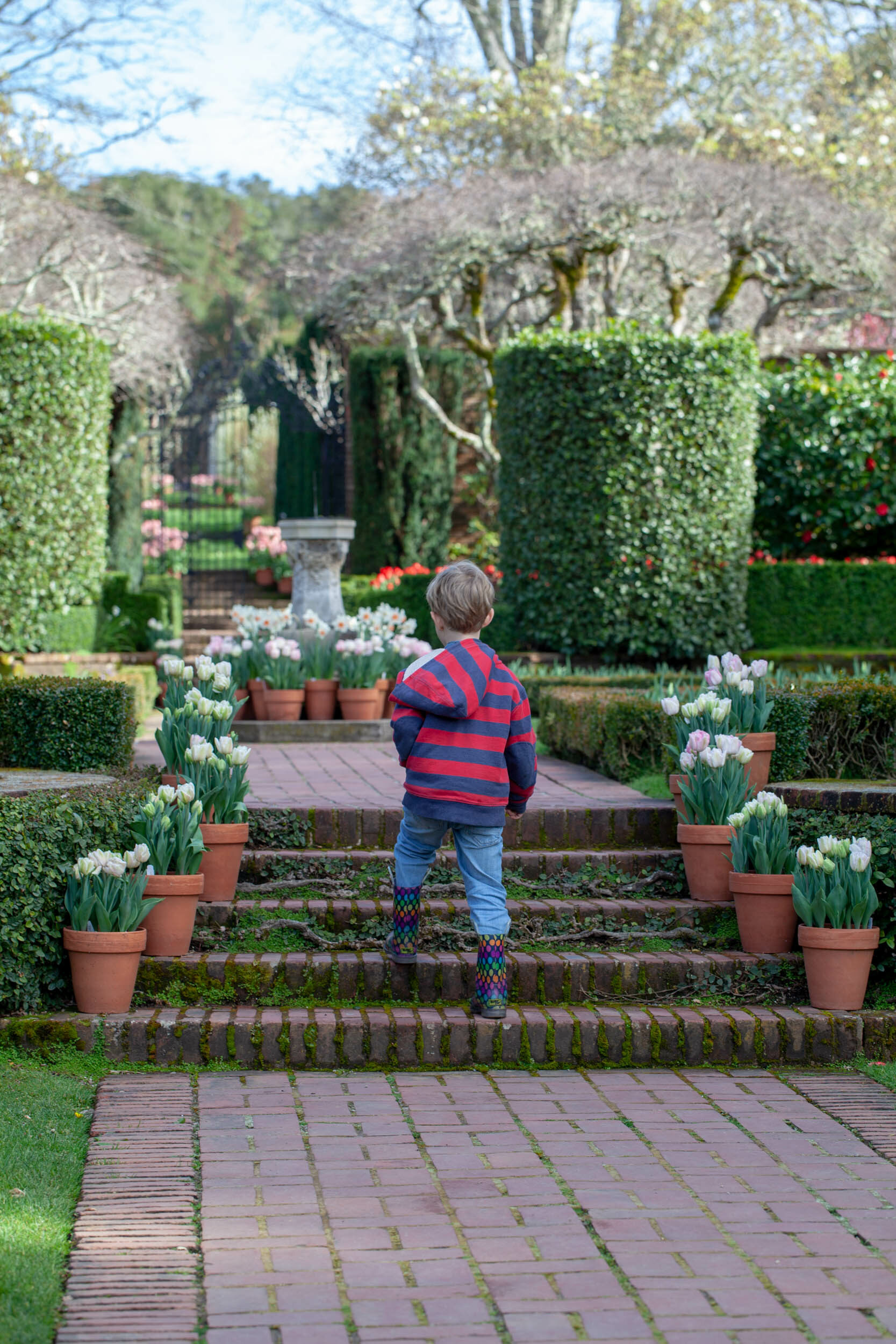 filoli, seasonal, tulips, hyacinth filoli, seasonal